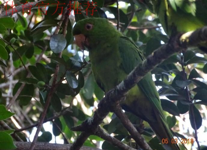 卡布雷拉，拥有惊人头部的鹦鹉性格